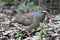 Bridled Quail-Dove (7624361038)