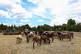 Burrolandia,Otumba 02