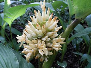 Archivo:Calathea macrosepala K. Schum en flor