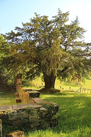 Archivo:Campu d'Ilesia Santolaya d'Abamia (13)