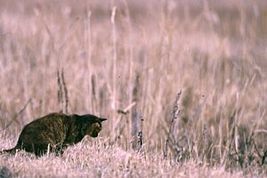Archivo:Catstalkprey1