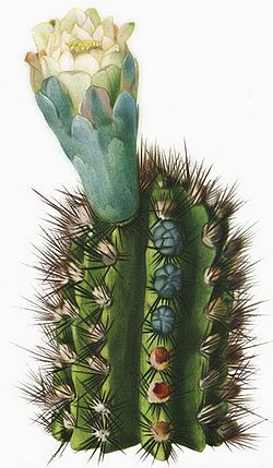 Cephalocereus bahamensis - The Cactaceae.jpg