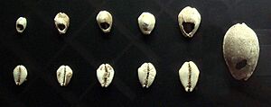 Archivo:Chinese shell money 16th 8th century BCE