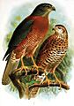 Christmas Island Goshawk