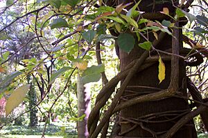 Archivo:Combretumfruticosum