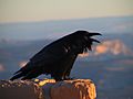 Corvus corax (NPS)