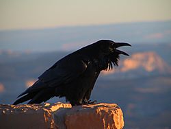 Corvus corax (NPS).jpg
