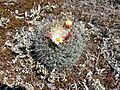 Coryphantha clavata clavata 1