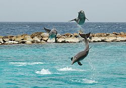 Archivo:Curaçao Sea Aquarium Dolphin Show