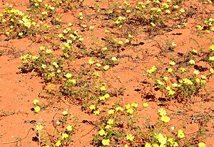 Archivo:Devil's thorn flower (Tribulus zeyheri), Kalahari