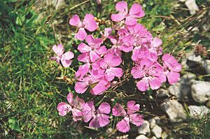Archivo:Dianthus alpinus Alpennelke Rax