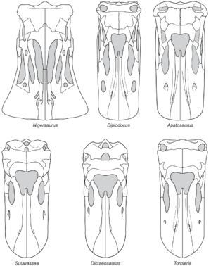 Archivo:Diplodocoid skulls