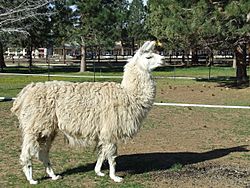 Archivo:Domestic llama (2009-05-19)