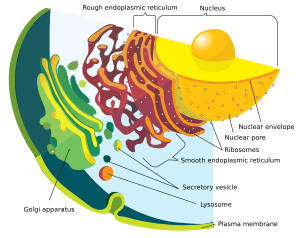 Archivo:Endomembrane system diagram en