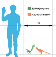 Archivo:Epidexipteryx anchiornis scale mmartyniuk