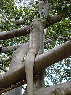 Archivo:Ficus macrophylla017