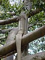 Ficus macrophylla017