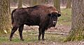 Flachlandwisent (Bison bonasus bonasus)