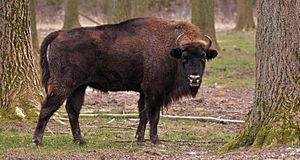 Archivo:Flachlandwisent (Bison bonasus bonasus)