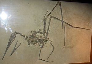 Archivo:Fossil pterosaur