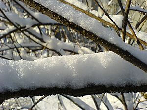 Archivo:Fresh snow