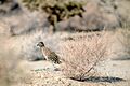 Greater Roadrunner (Geococcyx californianus) (20092404753)