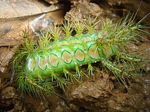 Archivo:Green caterpillar with big spines in Laos
