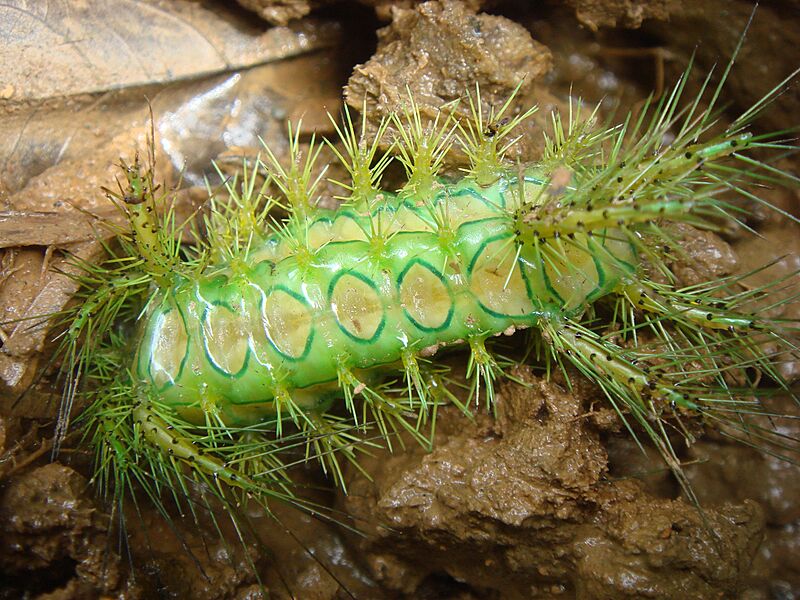 Green caterpillar with big spines in Laos
