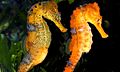 Hippocampus reidi, pareja