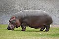 HippopotamoPL
