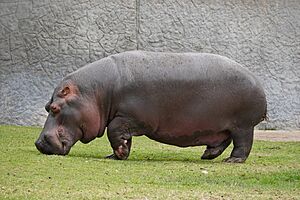Archivo:HippopotamoPL