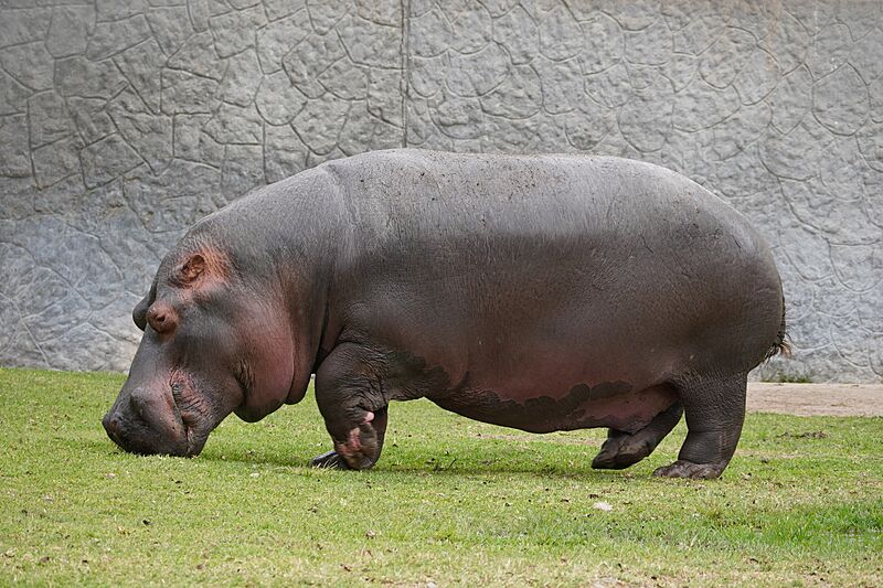 HippopotamoPL