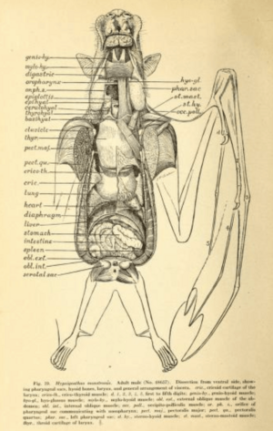 Archivo:Hypsignathus monstrosus anatomy
