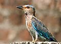 Indian Roller I IMG 7963