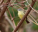 Archivo:Inezia caudata - Pale-tipped inezia