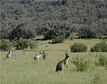 Archivo:Kangaroos Maranoa