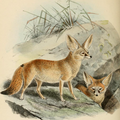 Keulemans Fennec