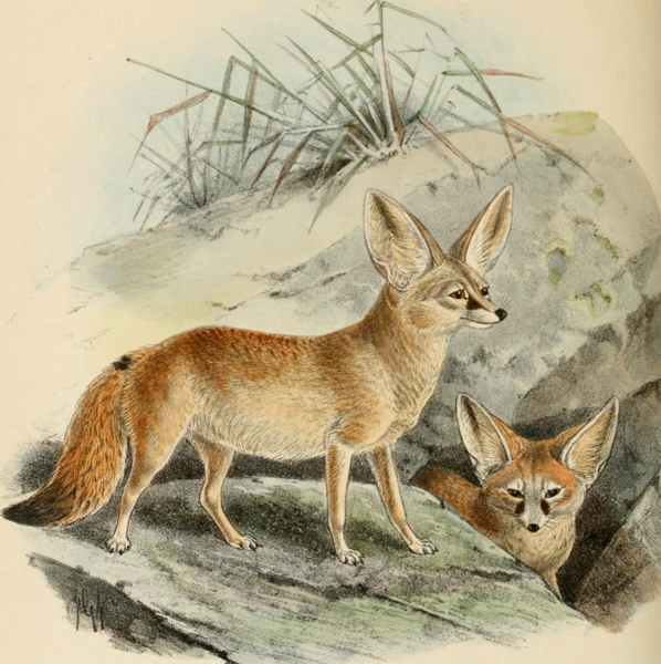 Keulemans Fennec