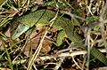 Lacerta viridis01