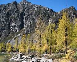 Larix potaninii trees Huluhai.jpg