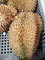 Malvales - Durio zibethinus - 1