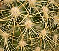 Mammillaria rhodantha ssp pringlei4 ies