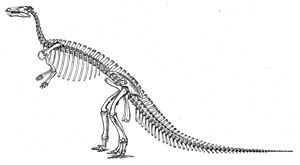 Archivo:Marsh Camptosaurus