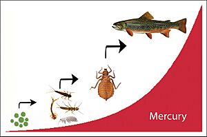 Archivo:Mercury (Hg) Biomagnification Graphic (ba40f463-9f49-4a28-bcd9-a1e65a0d1dee)