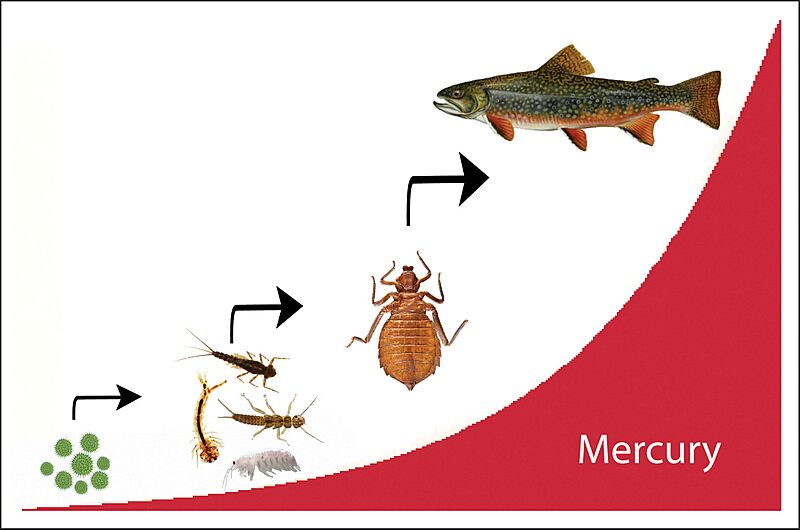 Mercury (Hg) Biomagnification Graphic (ba40f463-9f49-4a28-bcd9-a1e65a0d1dee)