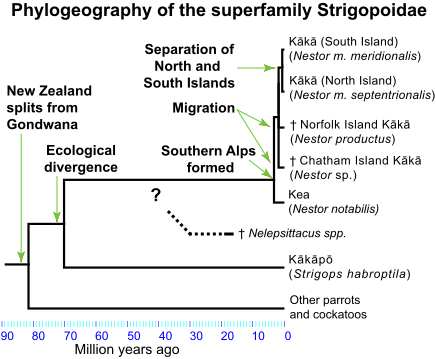 Archivo:Nestoridae phylogeography