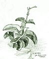 Nihoa Carnation