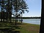 Open pond, conecuh national forest, alabama.jpg