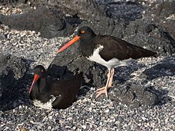 Oystercatcher2.jpg