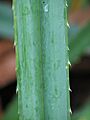 Pandanus tectorius leaf